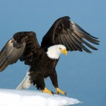 The Year’s Best Nature Photography