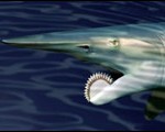 Bizarre Beasts at The National Geographic