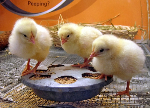 Baby Chicks