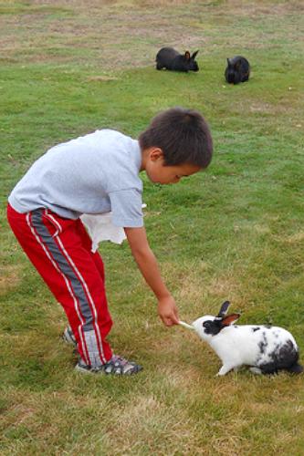 Bunny Farm