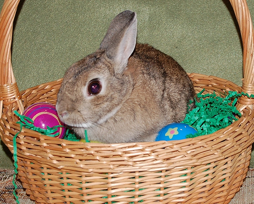 Bunny in a Basket
