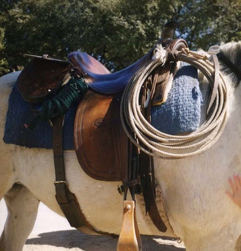 Horse & Saddle