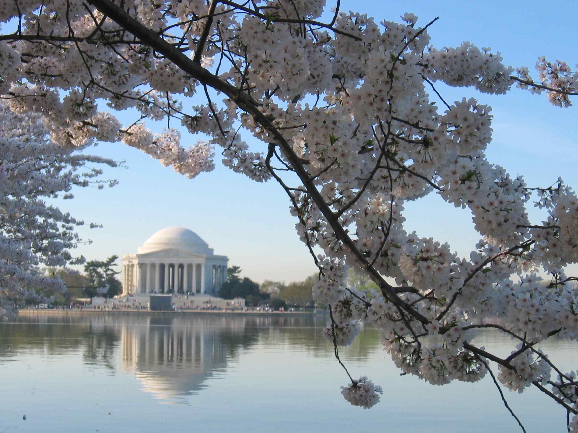Jefferson Memorial at Cherry Blossom Time