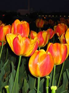 Orange & Yellow Tulips
