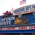 If You Love Fish…