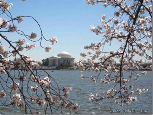Blossoms 2