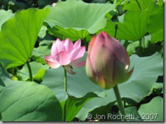 Bud and Flower