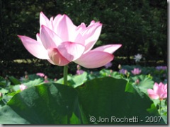 Lotus 1