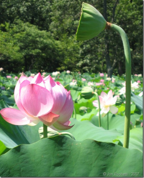 Lotus 2