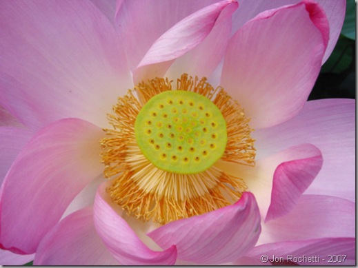 Lotus g