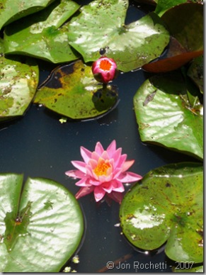 Water Lilies