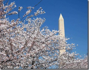 Washington Monument with Blossoms