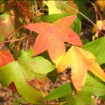 Photo of the Week – The First Colors of Fall