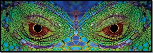 Green Iguana - Michale Kern