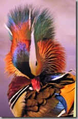 Mandarin Duck