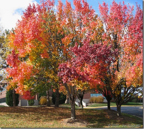 Multicolor Trees