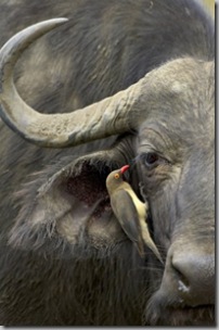 Oxpecker and Cape Buffalo - James Hager