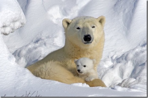 Polar Bear and Cub - Howard Ruby