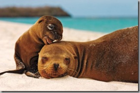 Sea Lion and Pup - Eddie Shermerhorn