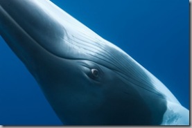 Whale