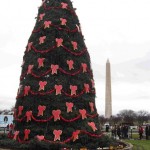 Last Chance to see the National Christmas Tree
