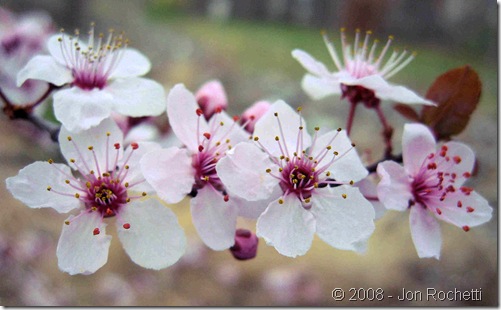 Spring Blooms