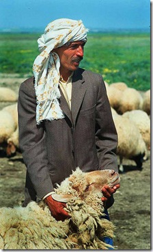 Sheep Hearder in Tunisia