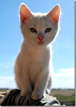 Cute white kitten