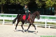 Para dressage training - August 23rd - ©PSV Photos