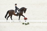 Dressage - Grand Prix - August 26th - ©Sindy Thomas